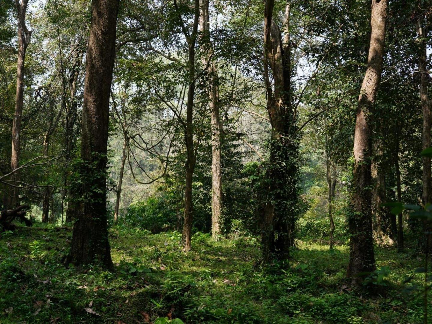 Sanjeevini Life Care Village - A Science Based Non - Invasive Holistic Wellness Destination Kochi Buitenkant foto