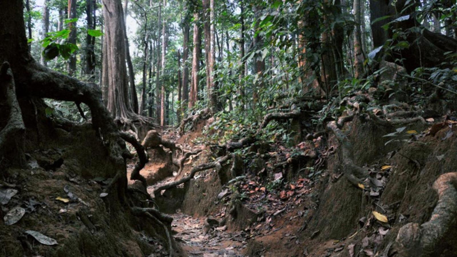 Sanjeevini Life Care Village - A Science Based Non - Invasive Holistic Wellness Destination Kochi Buitenkant foto